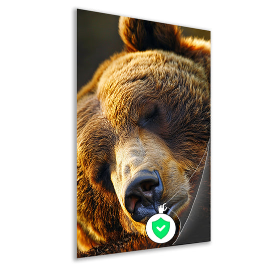 Close-up portret van een slapende beer poster