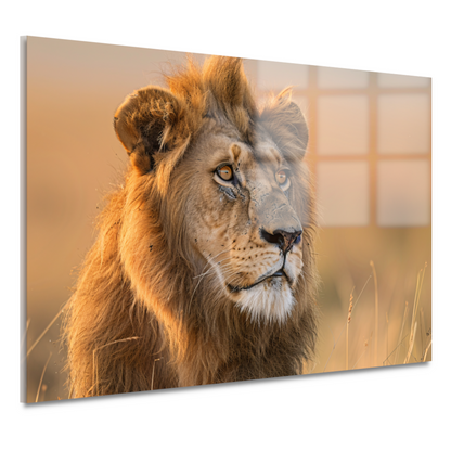 Majestueuze Leeuw in Gouden Avondlicht acrylglas