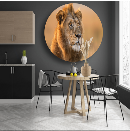Majestueuze Leeuw in Gouden Avondlicht aluminium muurcirkel