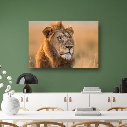 Majestueuze Leeuw in Gouden Avondlicht poster