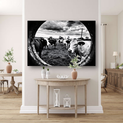 Nieuwsgierige koeien in zwart-wit weiland canvas