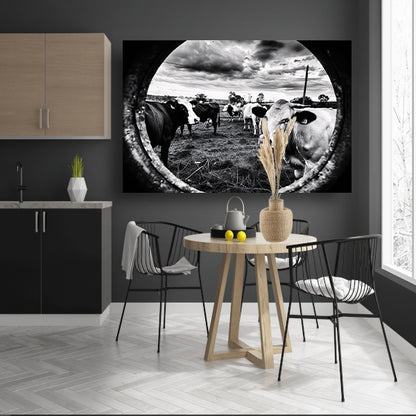 Nieuwsgierige koeien in zwart-wit weiland canvas