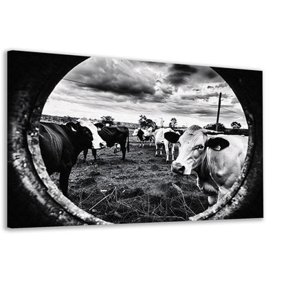 Nieuwsgierige koeien in zwart-wit weiland canvas