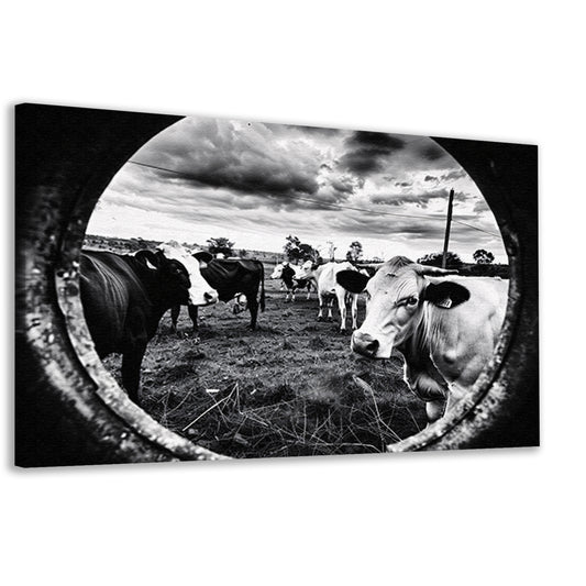 Nieuwsgierige koeien in zwart-wit weiland canvas