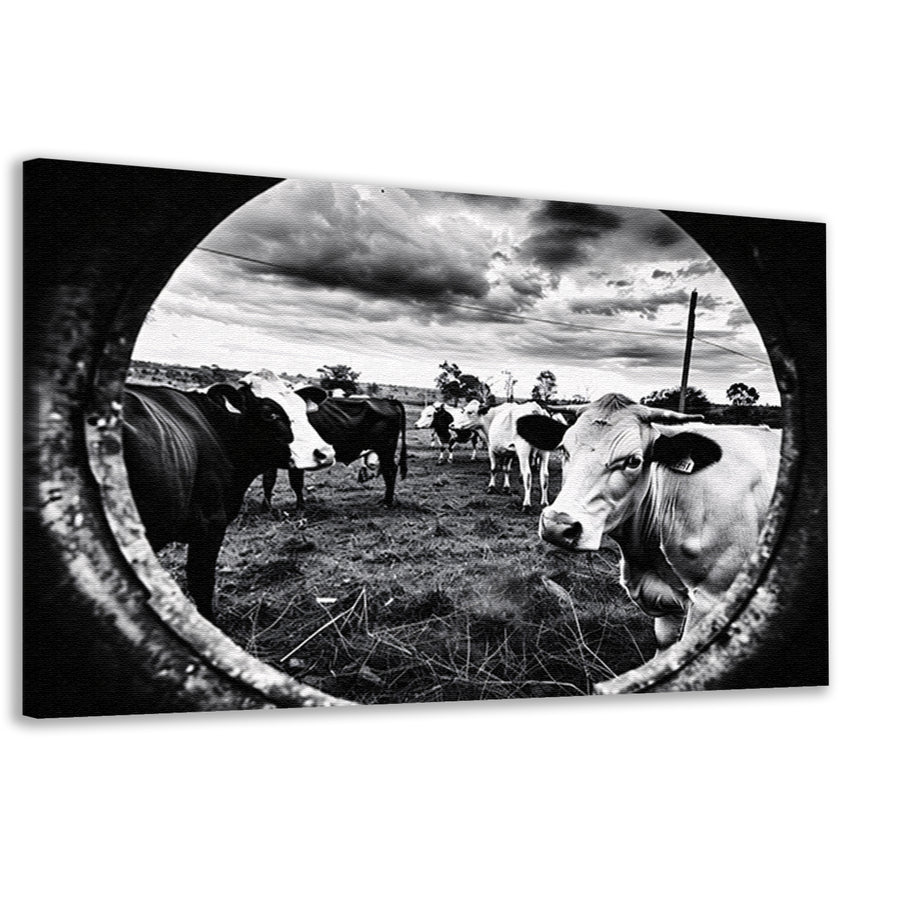 Nieuwsgierige koeien in zwart-wit weiland canvas