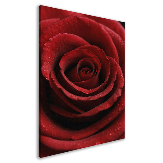 Rode roos met dauwdruppels close-up canvas