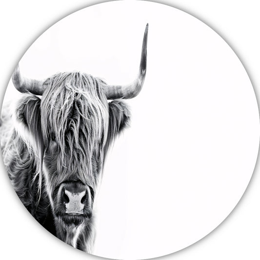 Majestueuze Schotse Hooglander in Hoog Contrast forex muurcirkel