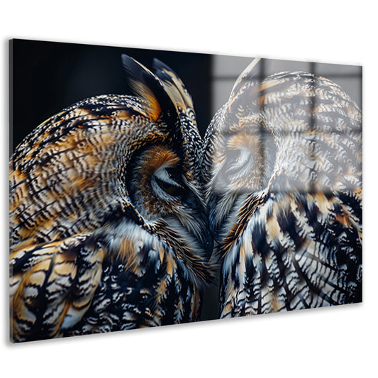 Twee uilen close-up in donkere omgeving acrylglas