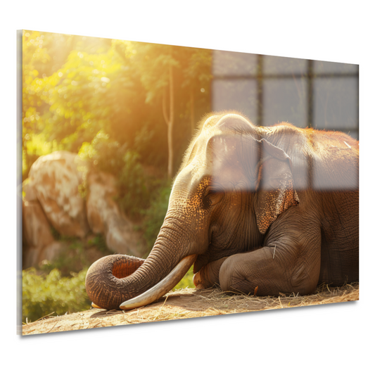 Rustende Olifant in het Gouden Zonlicht acrylglas