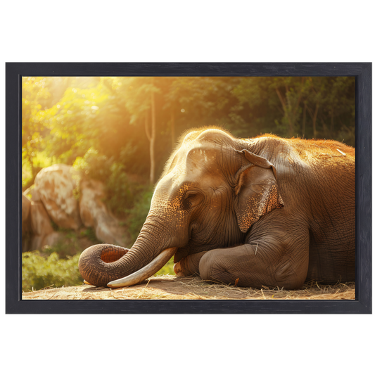 Rustende Olifant in het Gouden Zonlicht canvas met baklijst
