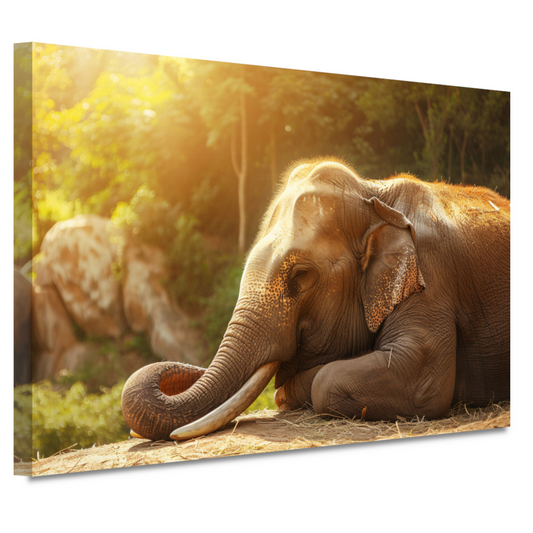 Rustende Olifant in het Gouden Zonlicht canvas