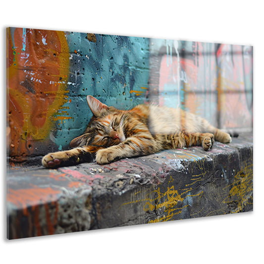 Slapende kat bij gekleurde muur acrylglas