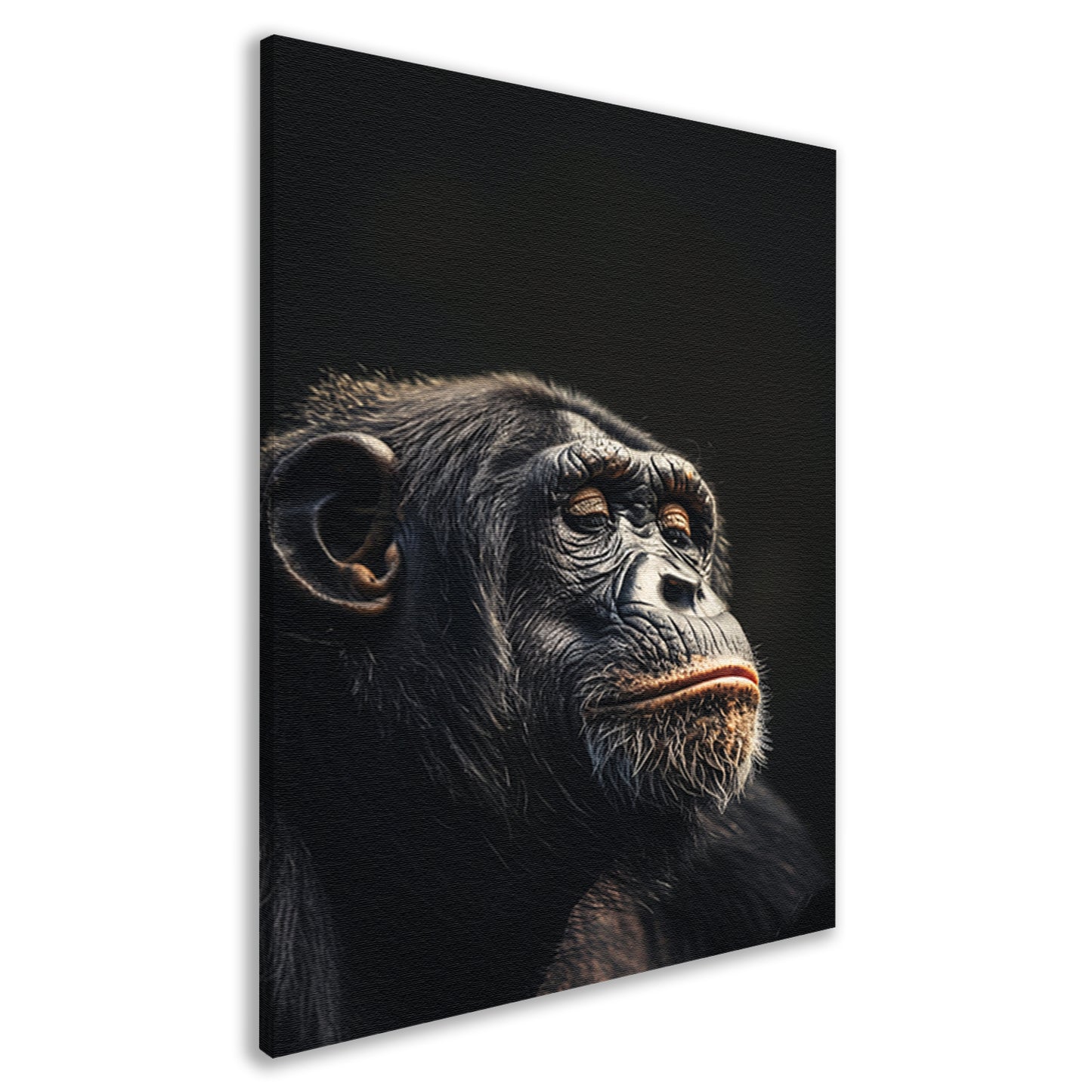Indringende blik van een wijze chimpansee   canvas