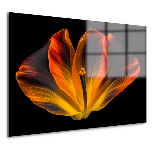 Close-up van een tulp in bloei acrylglas