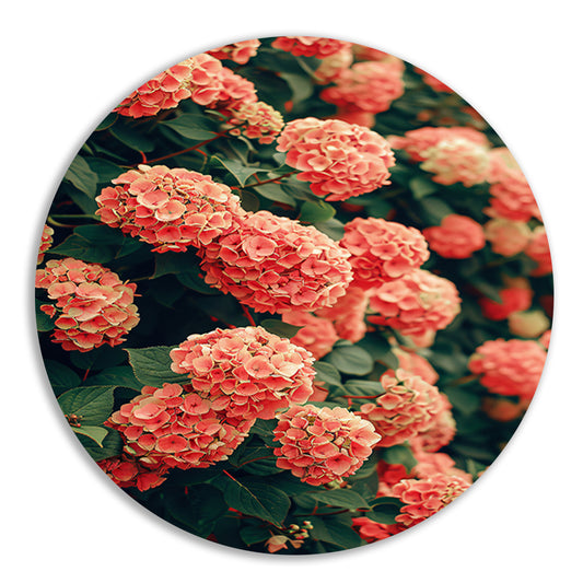 Bloeiende Roze Hortensia in Volle Glorie aluminium muurcirkel