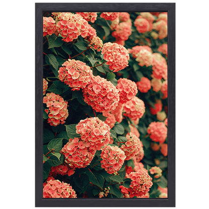 Bloeiende Roze Hortensia in Volle Glorie canvas met baklijst