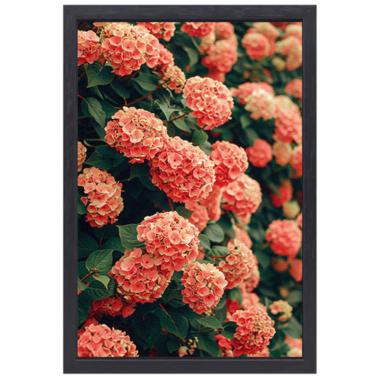 Bloeiende Roze Hortensia in Volle Glorie canvas met baklijst