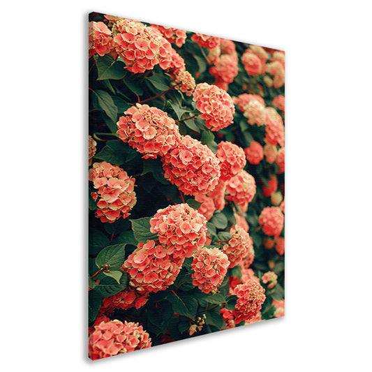 Bloeiende Roze Hortensia in Volle Glorie canvas
