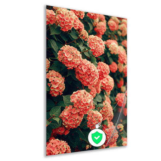 Bloeiende Roze Hortensia in Volle Glorie poster