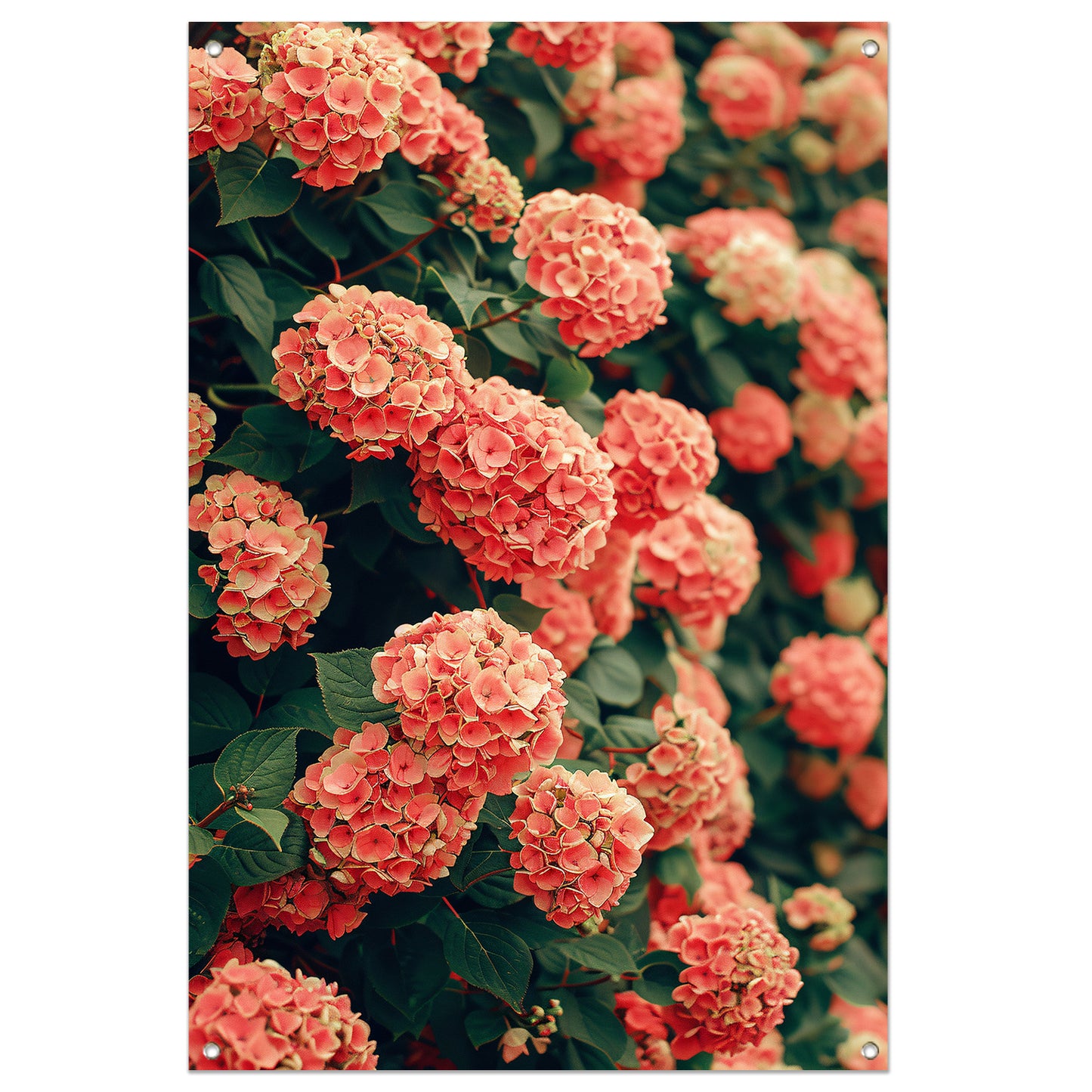 Bloeiende Roze Hortensia in Volle Glorie tuinposter