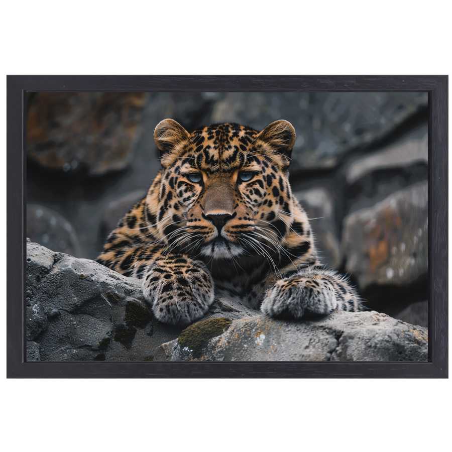 De waakzame blik van een luipaard canvas met baklijst