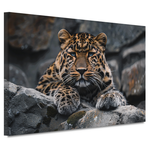 De waakzame blik van een luipaard canvas