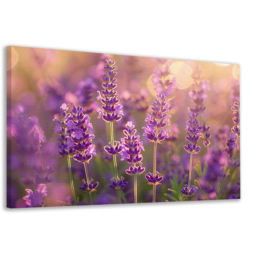 Betoverende zonsondergang over een lavendelveld canvas