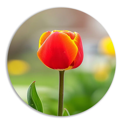 Kleurrijke tulp in volle bloei schilderij aluminium muurcirkel