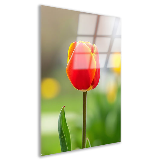 Kleurrijke tulp in volle bloei schilderij acrylglas