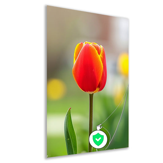 Kleurrijke tulp in volle bloei schilderij poster