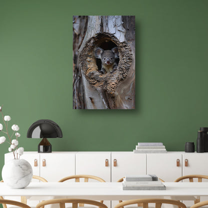 Jonge Koala Verkent de Wereld vanuit Boomholte acrylglas