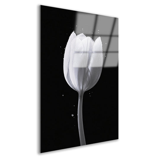Minimalistische witte tulp met waterdruppels acrylglas