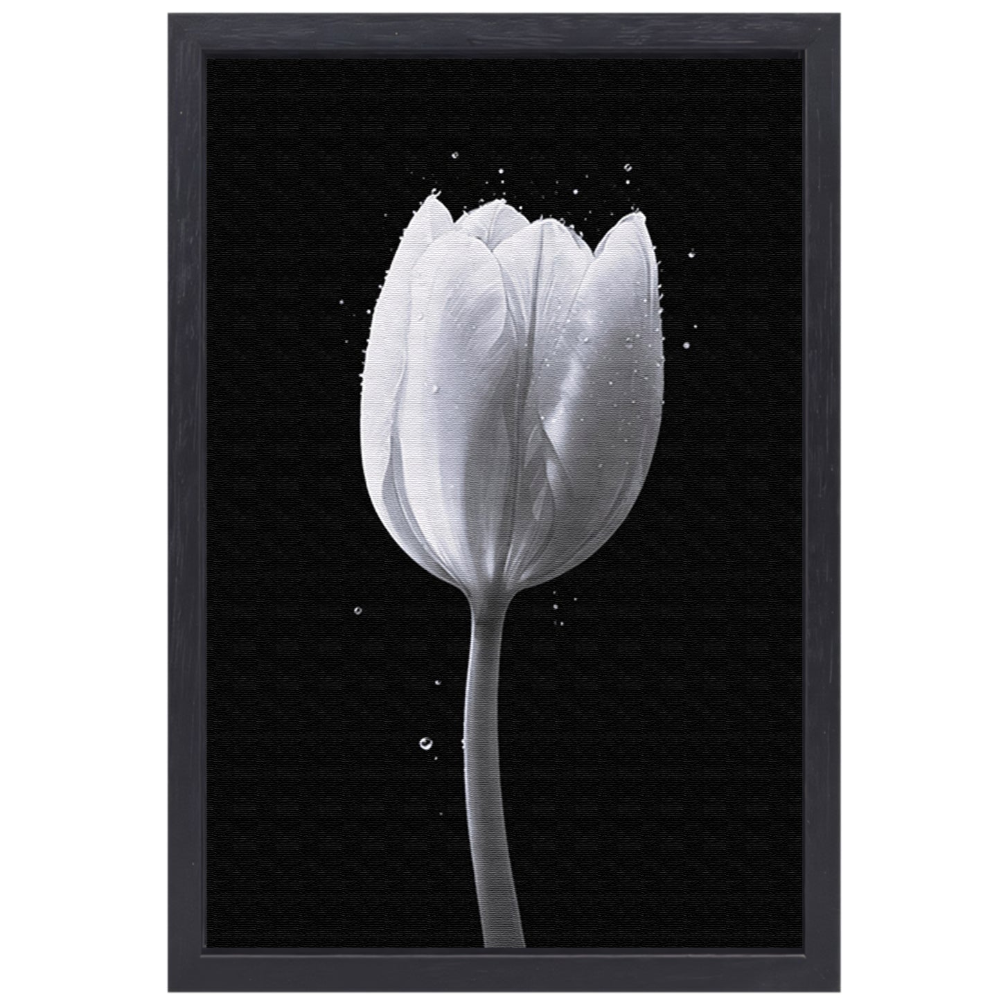 Minimalistische witte tulp met waterdruppels canvas met baklijst