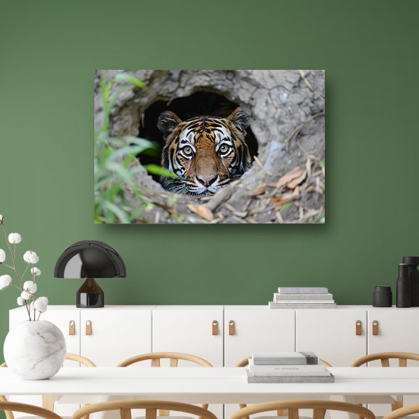 Tijger Loert vanuit Schuilplaats in Natuur canvas