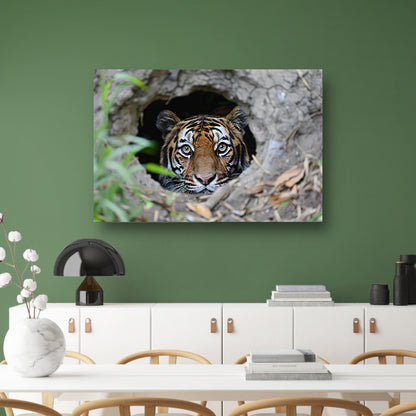 Tijger Loert vanuit Schuilplaats in Natuur canvas
