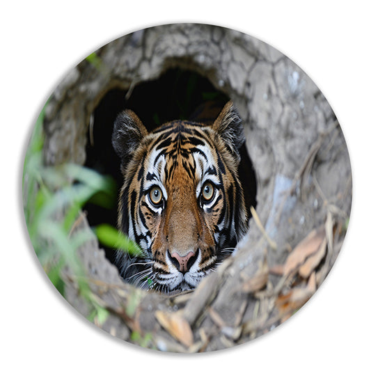 Tijger Loert vanuit Schuilplaats in Natuur aluminium muurcirkel