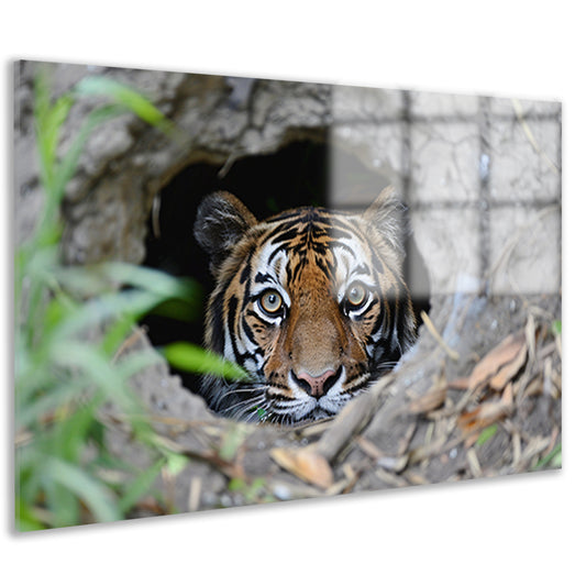 Tijger Loert vanuit Schuilplaats in Natuur acrylglas