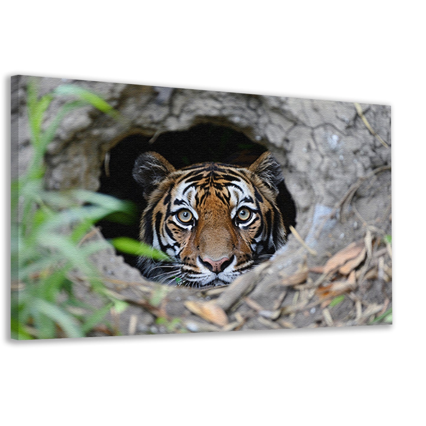Tijger Loert vanuit Schuilplaats in Natuur canvas