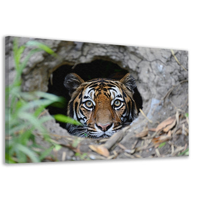 Tijger Loert vanuit Schuilplaats in Natuur canvas
