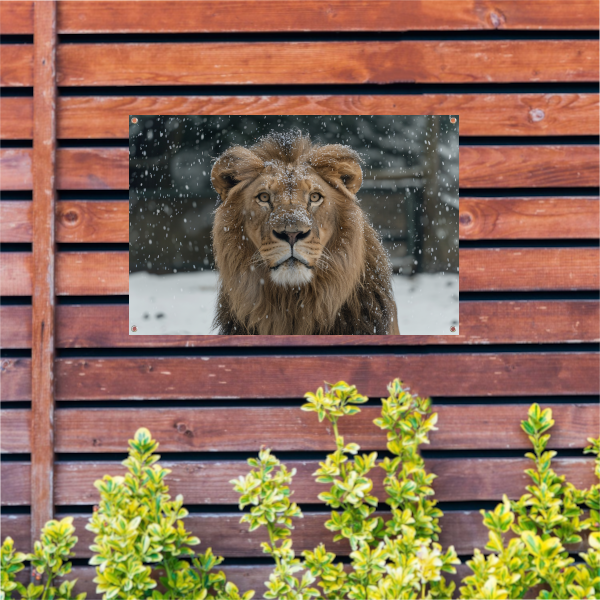 Majestueuze Leeuw in Sneeuwbedekte Wildernis tuinposter