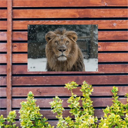 Majestueuze Leeuw in Sneeuwbedekte Wildernis tuinposter
