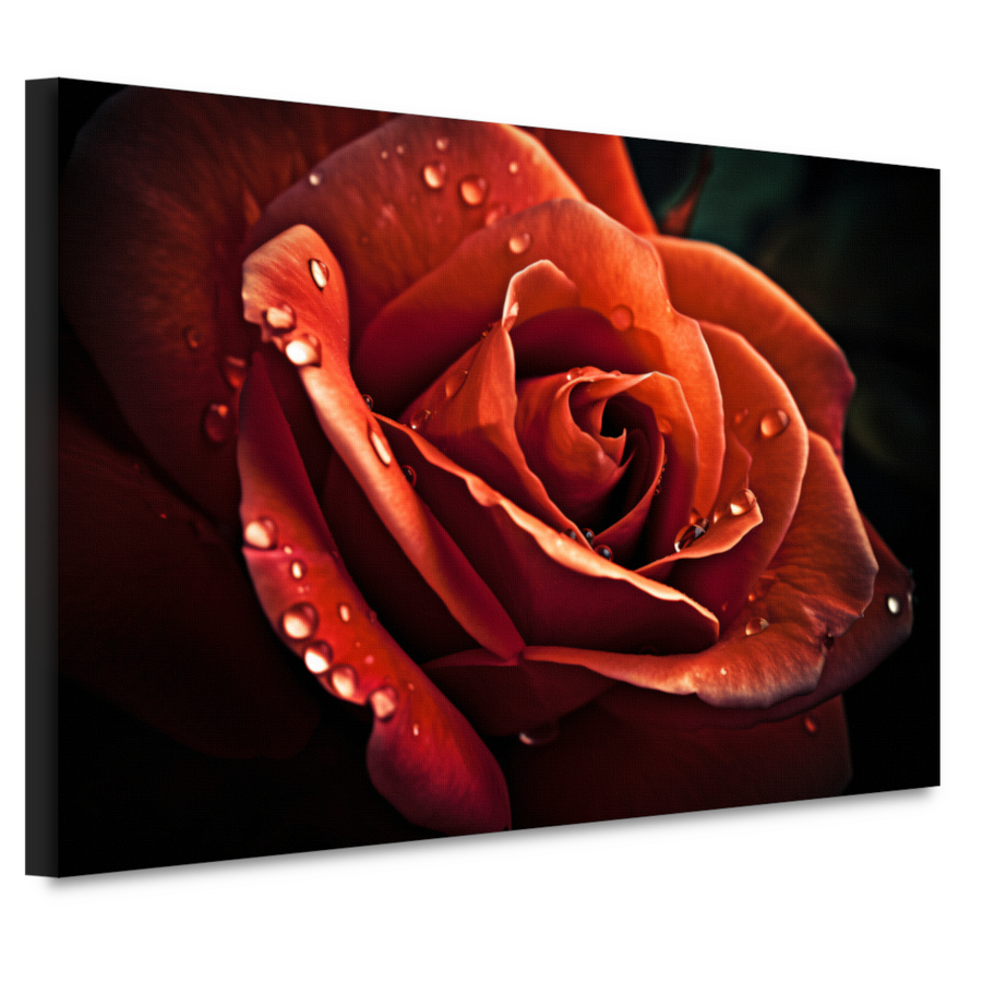 Rode roos met waterdruppels canvas