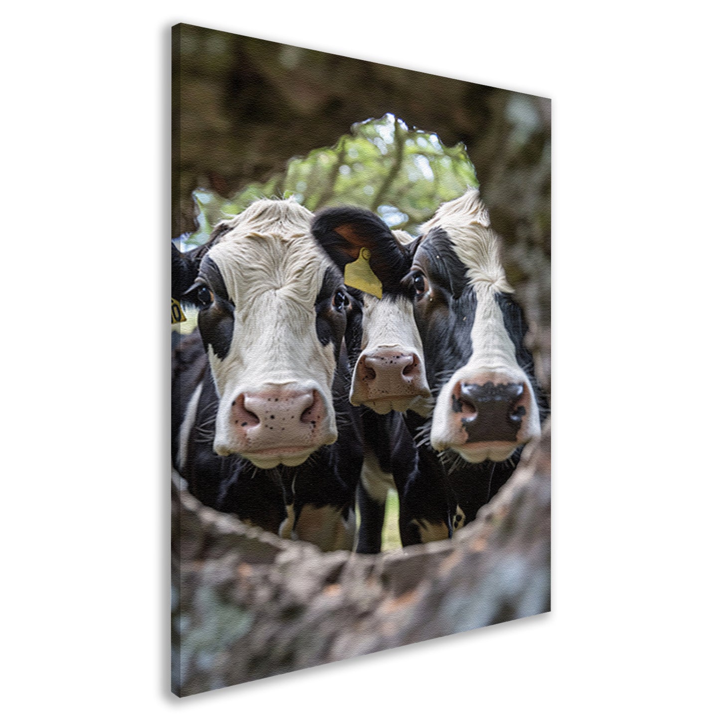 Twee nieuwsgierige koeien gluren door boom canvas