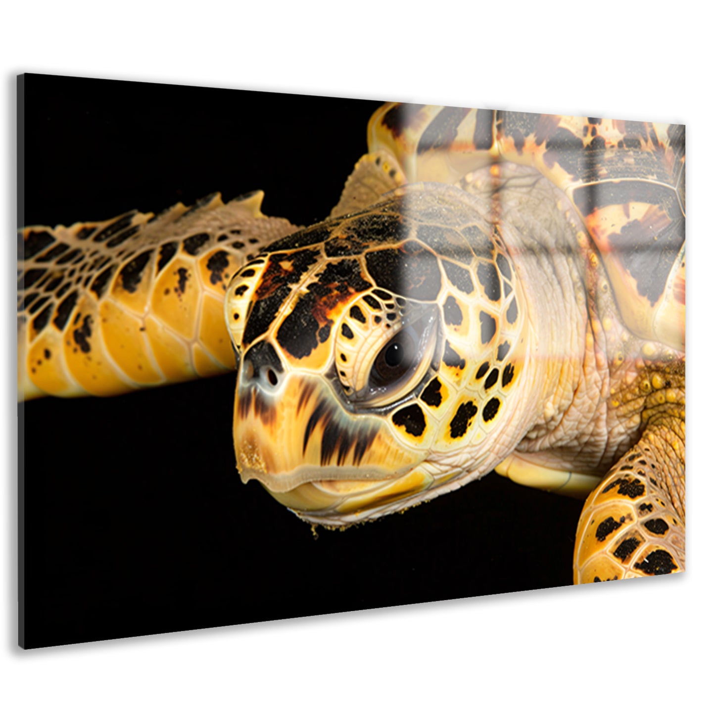 Zeeschildpad zwemt in oceaan acrylglas