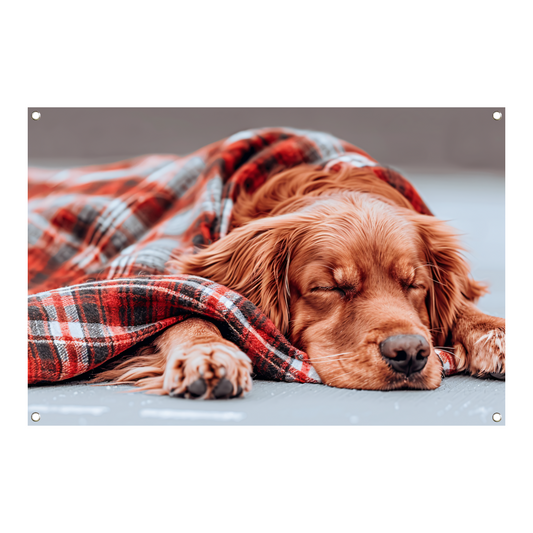 Hond rust onder plaid tuinposter