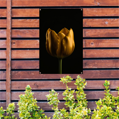 Elegante Gouden Tulp tegen Diepzwarte Achtergrond tuinposter