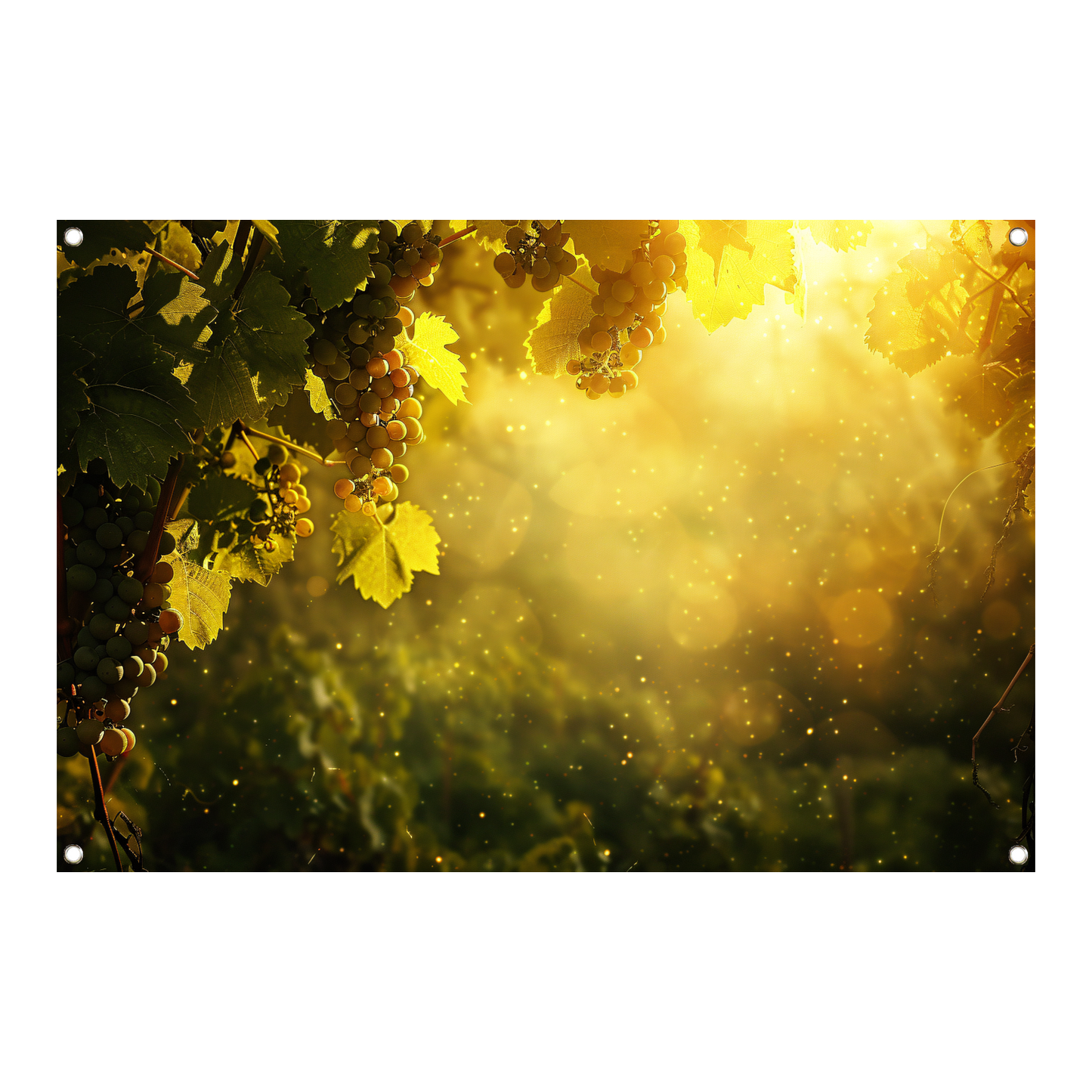 Gouden lichtval over wijngaard bij zonsondergang tuinposter