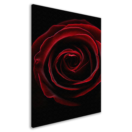 Close-up van een rode roos canvas