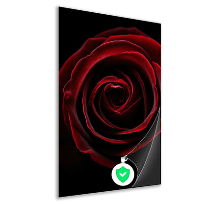 Close-up van een rode roos poster