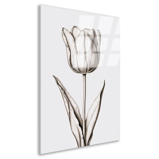 Elegante tulp in zwart-wit lijnen acrylglas